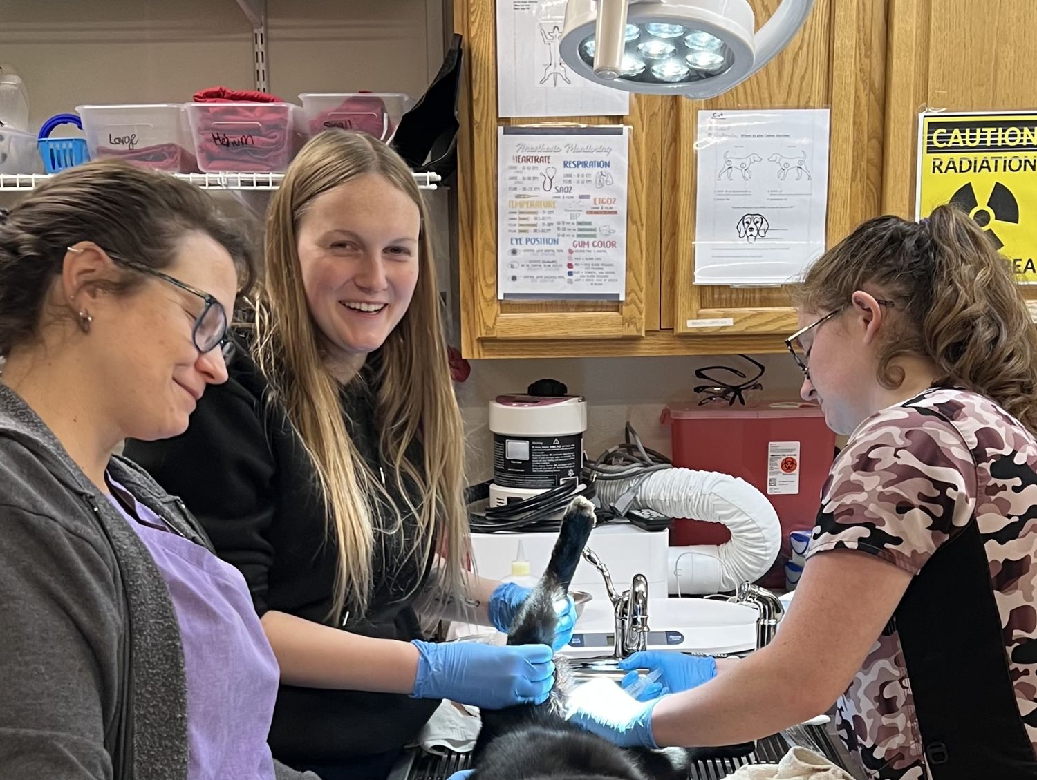 vets doing surgery for a dog