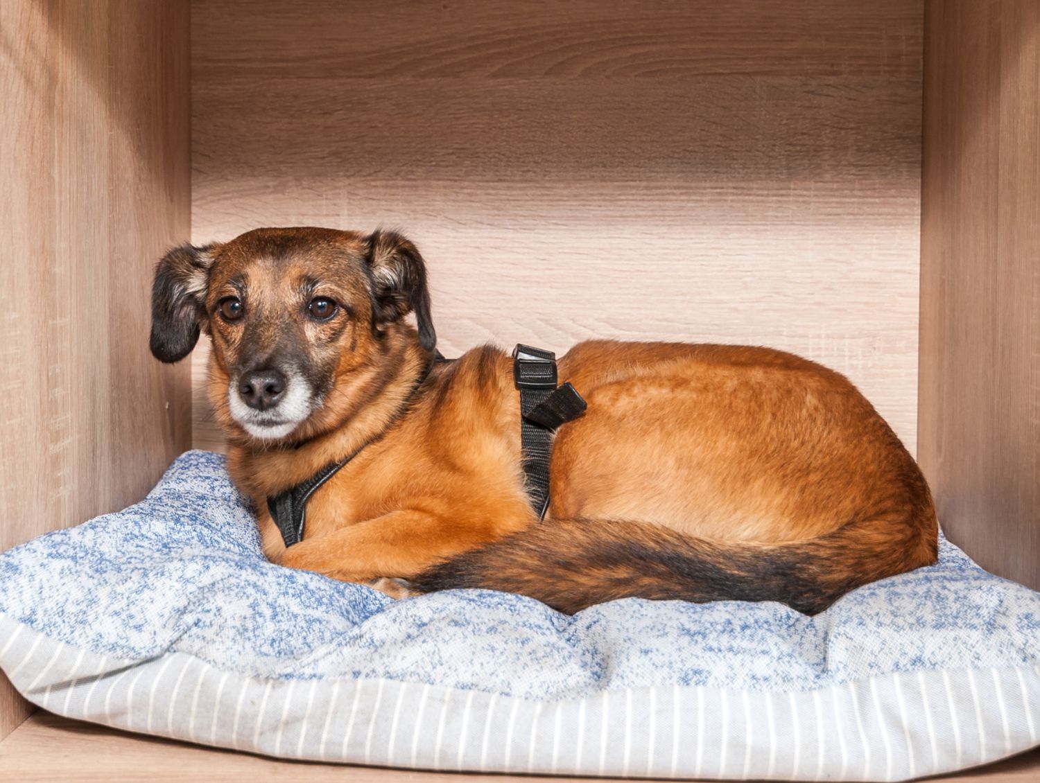 Small brown and black dog resting